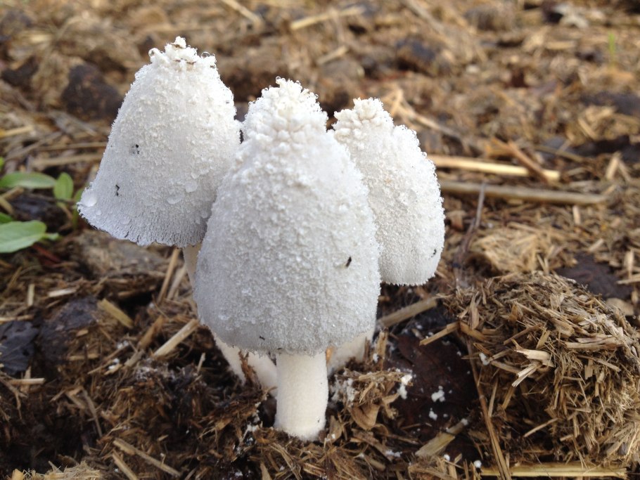 Ramariopsis kunzei
