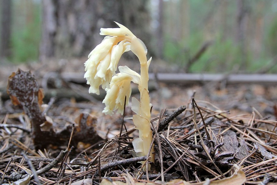 Синяя Энтолома Entoloma hochstetteri