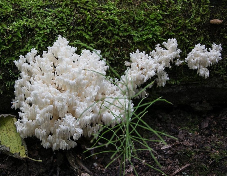 Tremella fuciformis