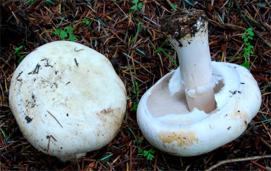 Рогатик прямой (Ramaria stricta).
