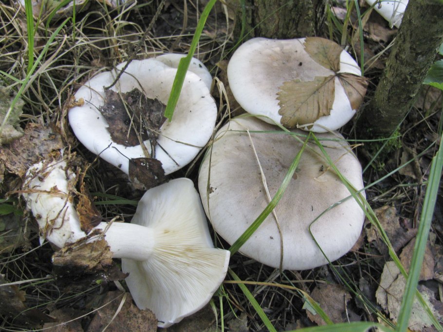 Подъельник (Monotropa)