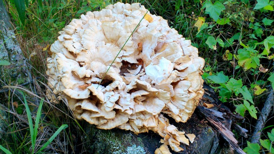 Рядовка Голубиная Tricholoma columbetta