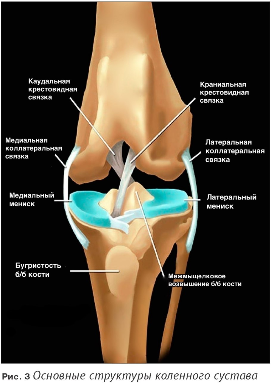 Внесуставные связки коленного сустава