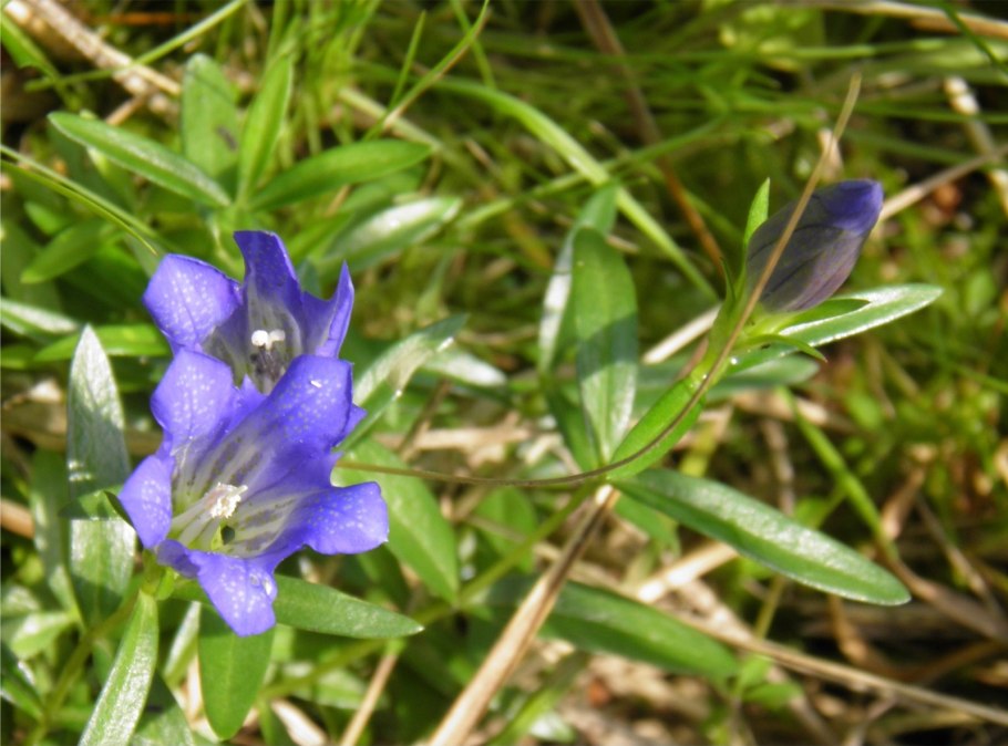 Gentianaceae