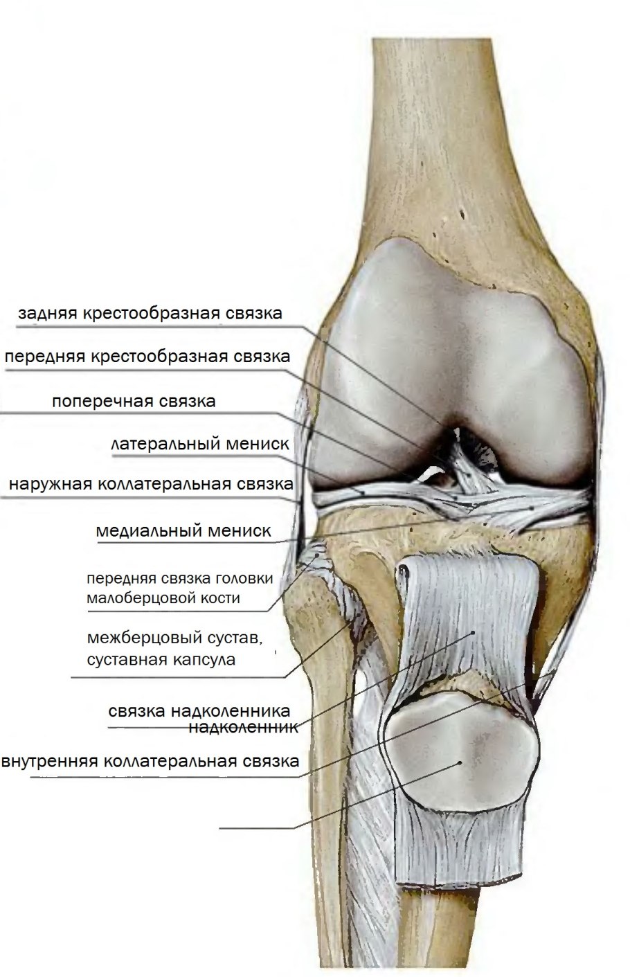Горечавка ниппонская
