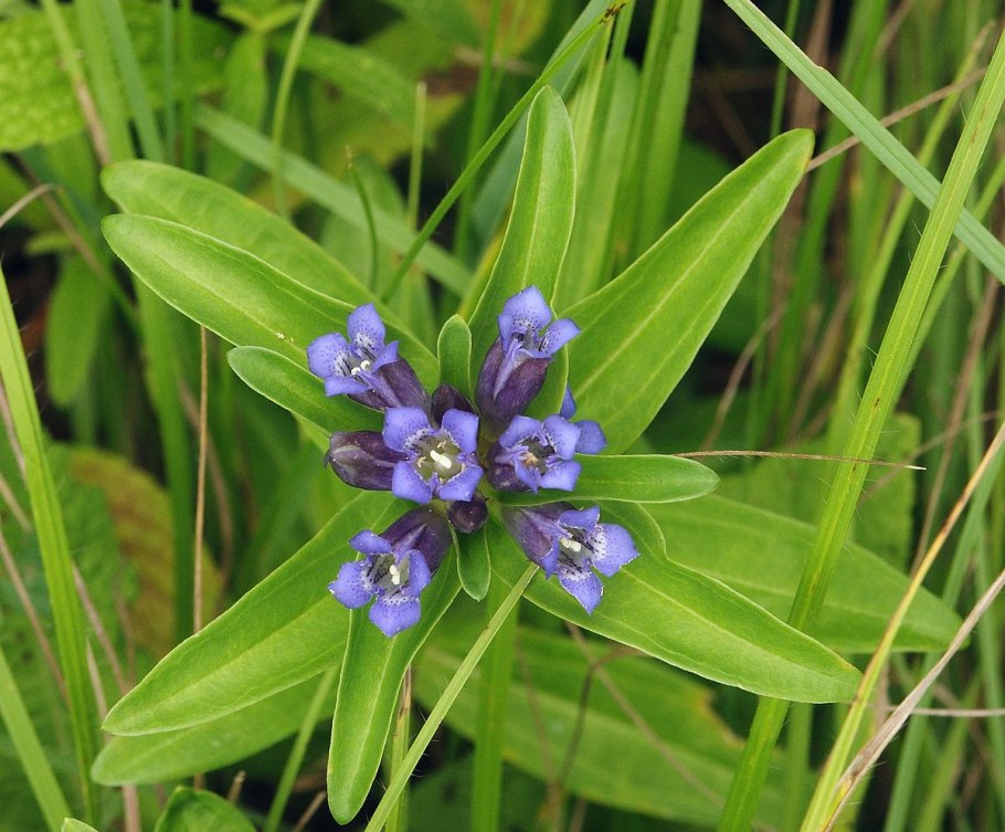 Gentiana cruciata подросток