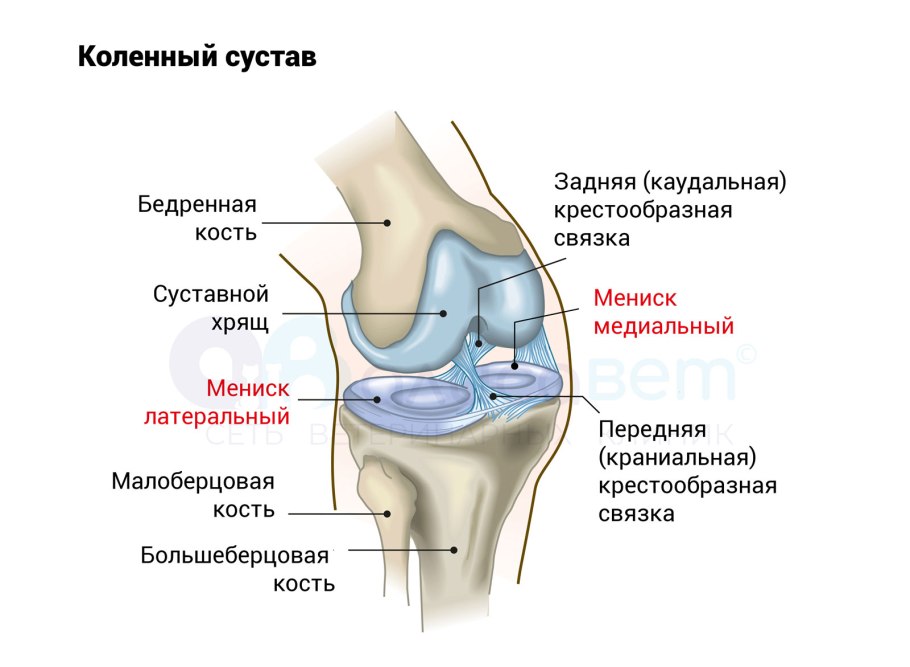 Задний Рог медиального мениска