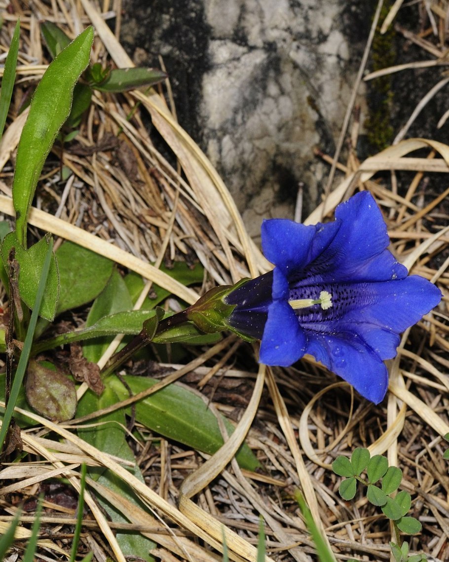 Горечавка Ниппоника Gentiana nipponica