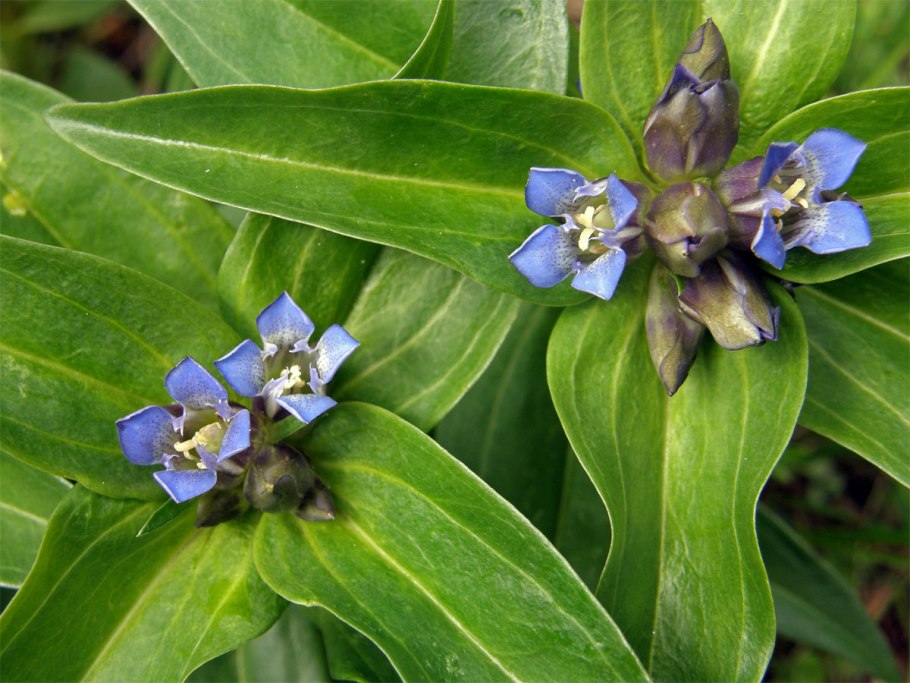 Gentiana scabra