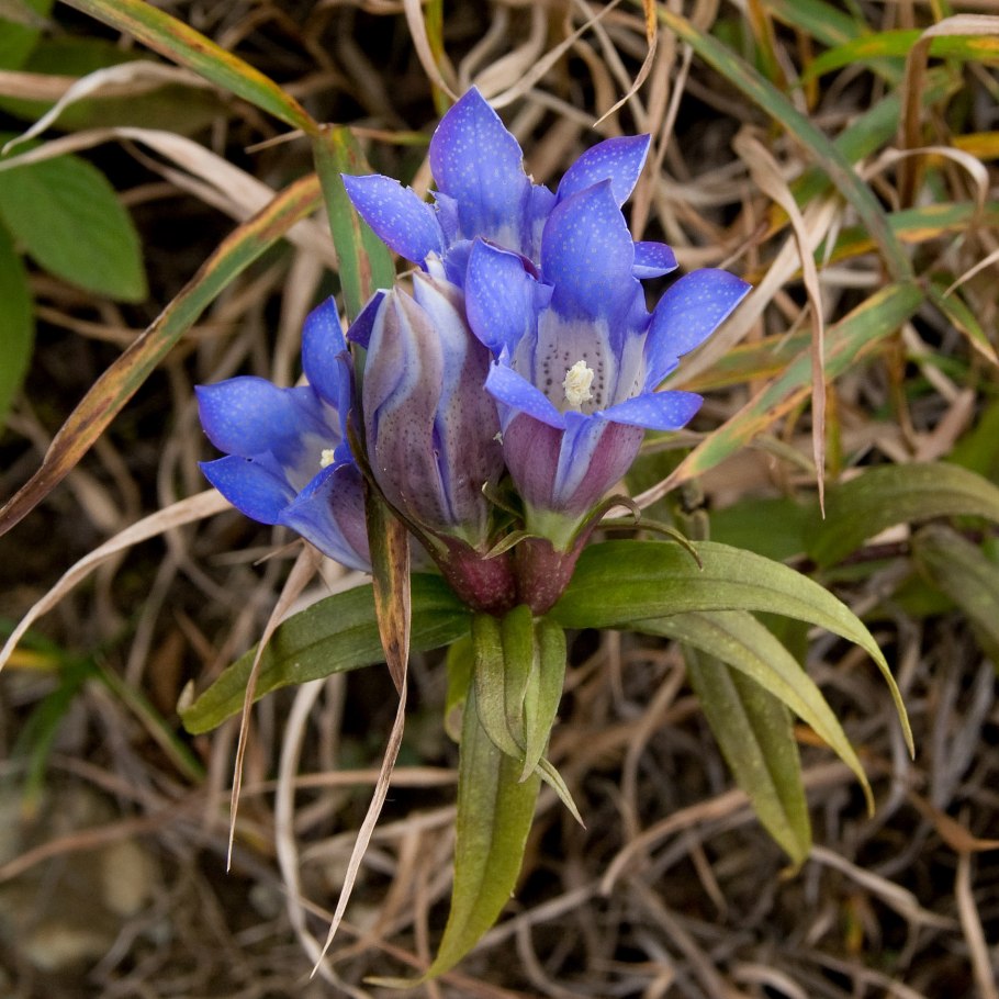 Gentiana scabra Royal Stripes