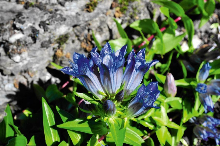 Горечавка легочная Gentiana pneumonanthe