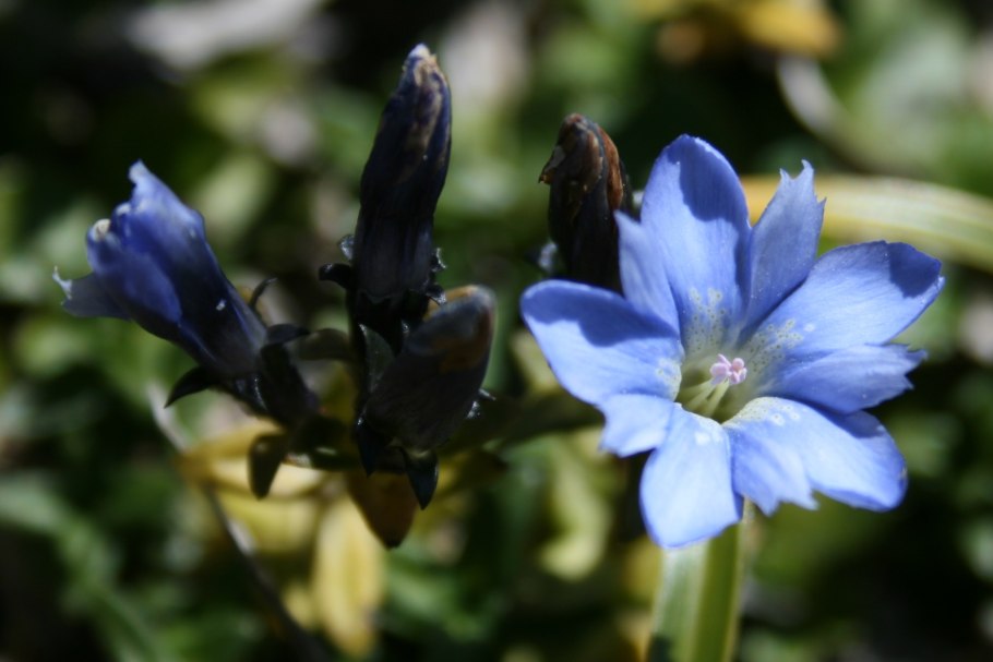 Горечавка Gentiana septemfida