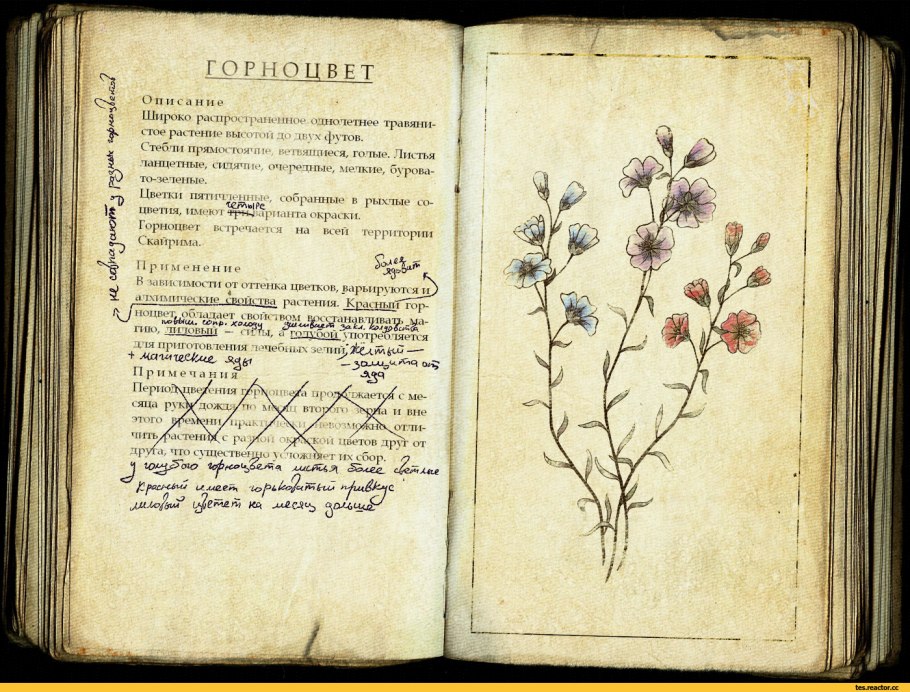 Алоэ Вера и столетник по использованию
