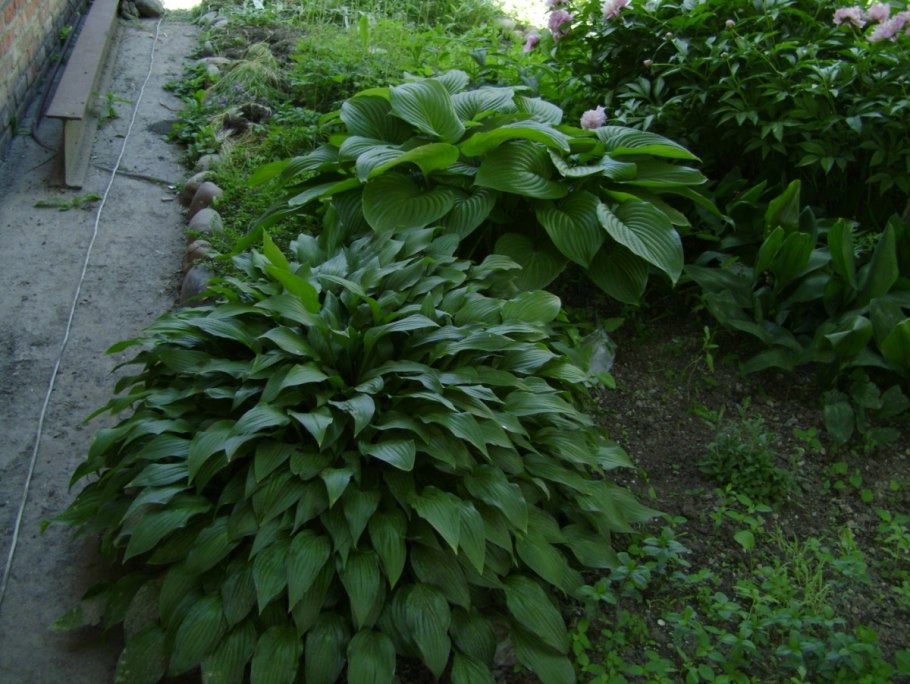 Хоста вербейник папоротник