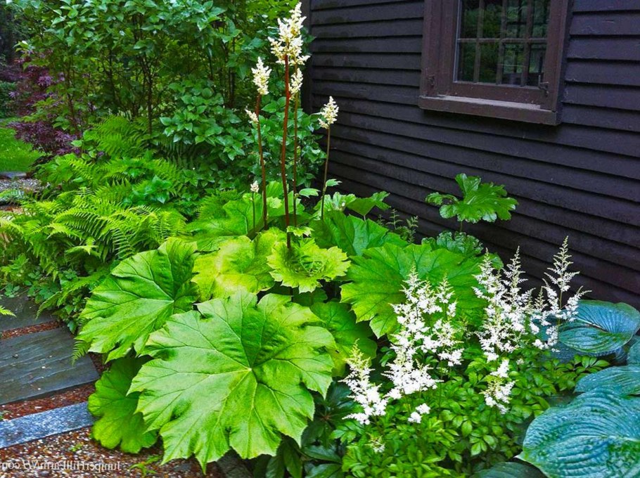 Папоротник и Хоста