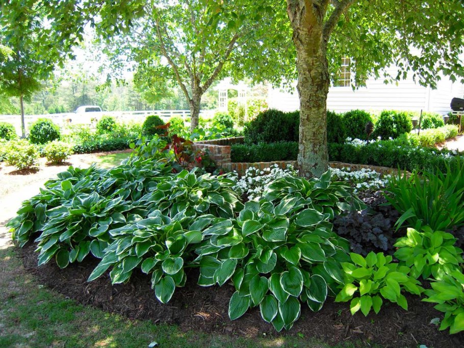 Миксбордер Медуница папоротник