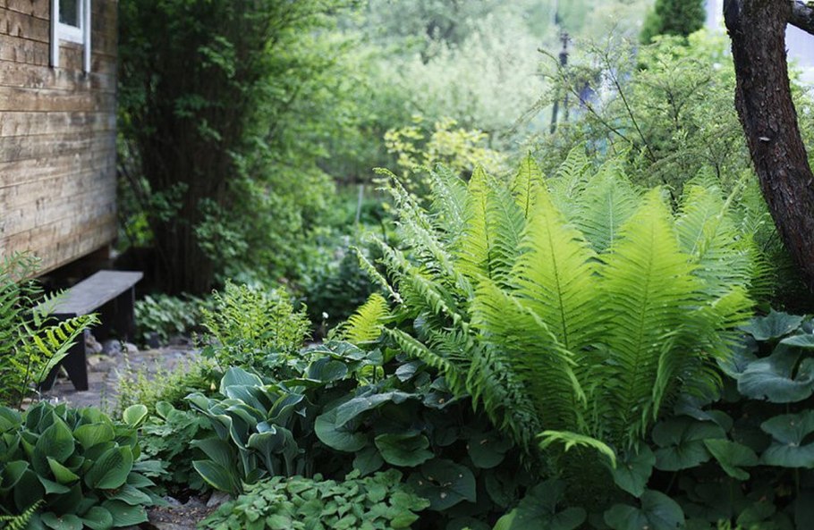 Купена в ландшафте