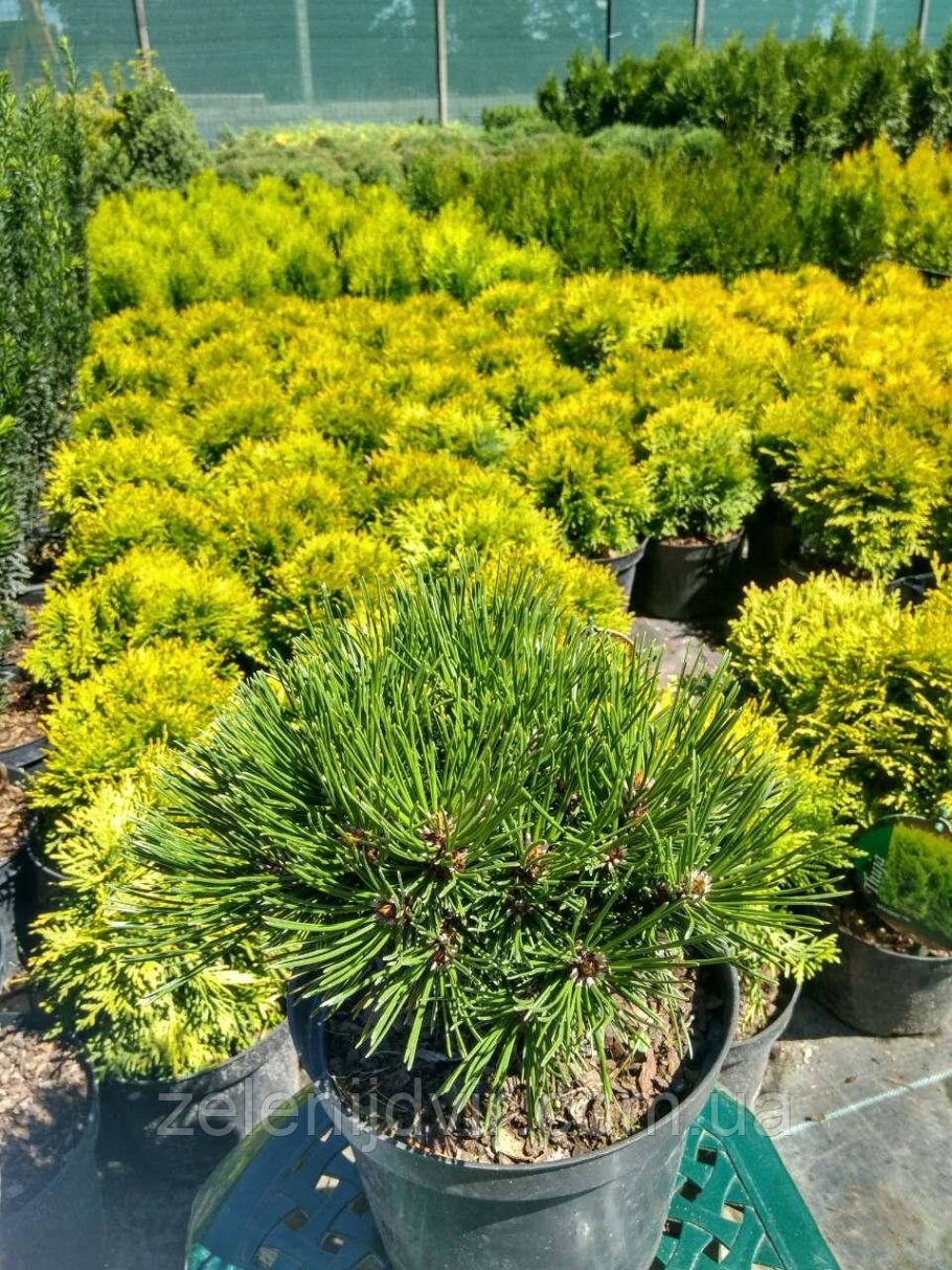 Сосна Гельдрейха 'Smidtii'