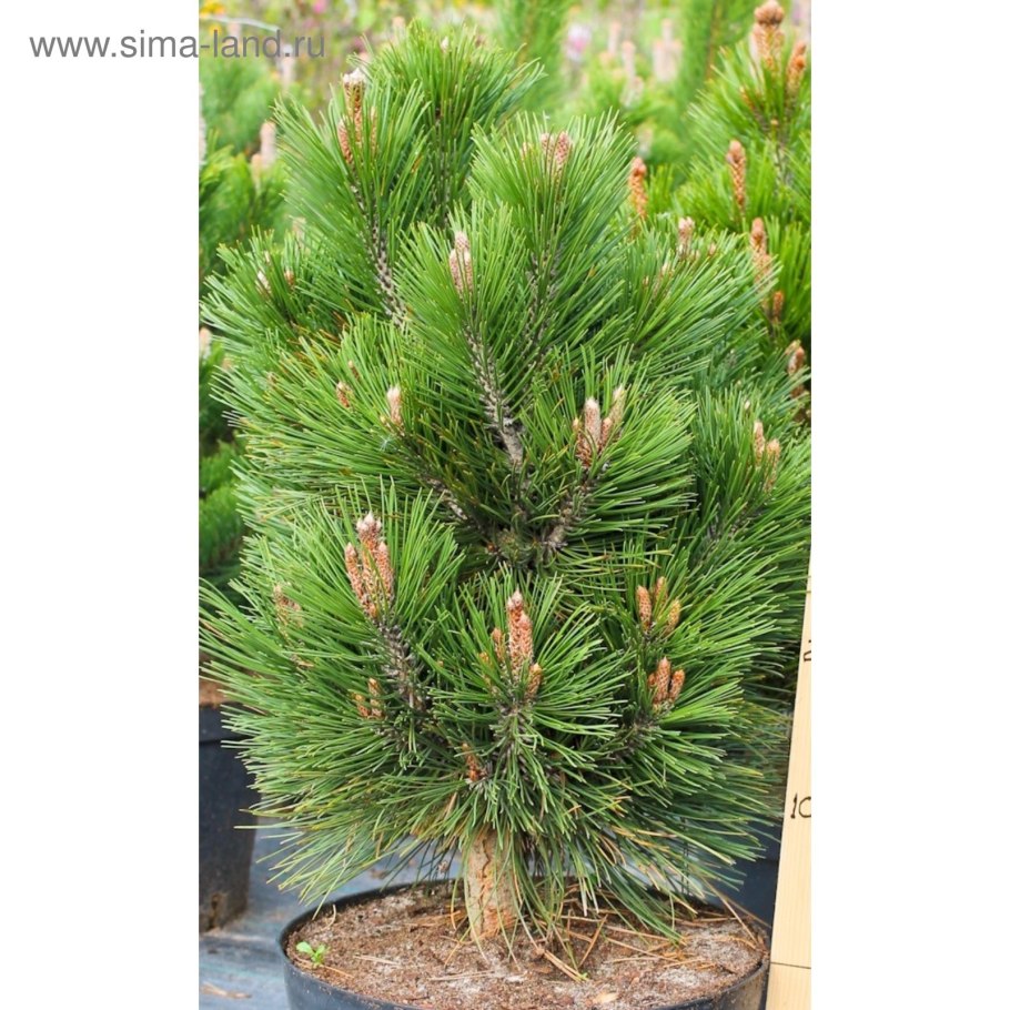 Сосна Гельдрейха компакт