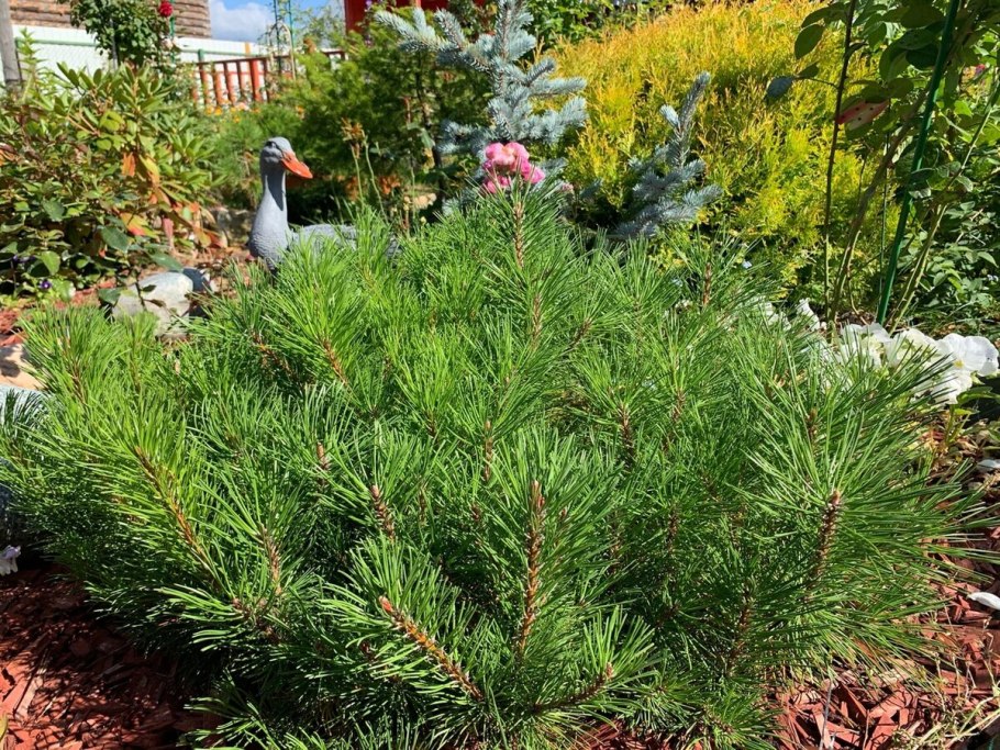 Сосна Мари Брегон