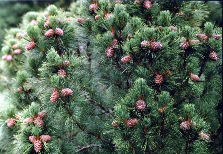 Сосна Pinus leucodermis 'Lindenhof'