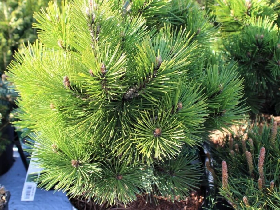 Сосна черная нана (pinus nigra nana)