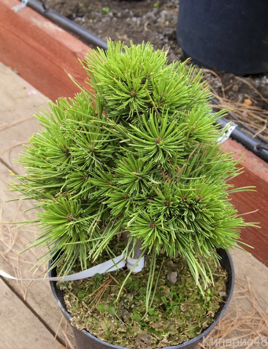 Сосна белокорая Боснийская Шмидта Pinus leucodermis schmidtii