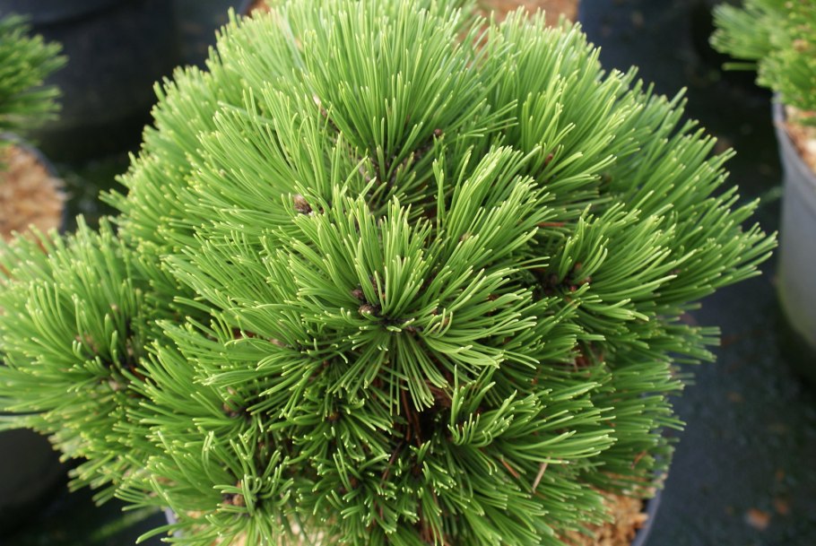Сосна белокорая Боснийская Шмидта Pinus leucodermis schmidtii