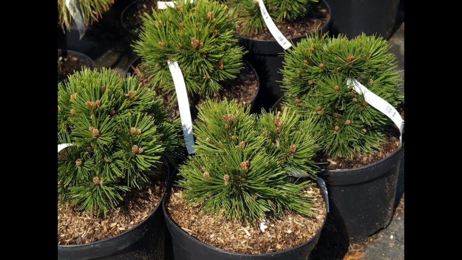 Сосна Гельдрейха компакт