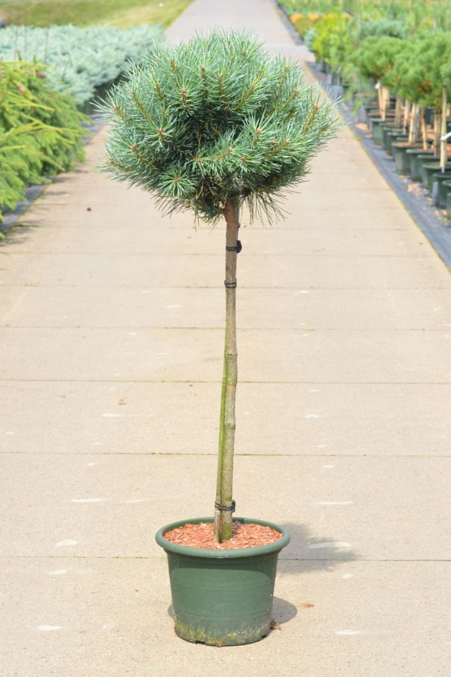 Сосна Гельдрейха ден Оуден