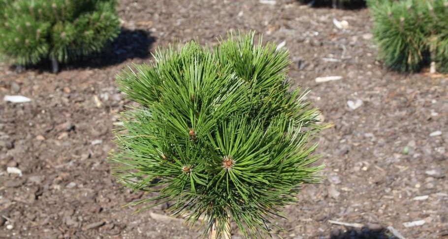 Сосна белокорая "schmidtii"