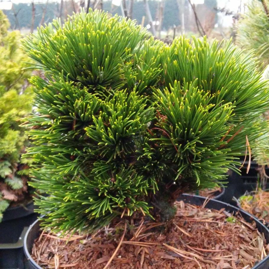 Сосна белокорая (Pinus leucodermis "Smidtii")*