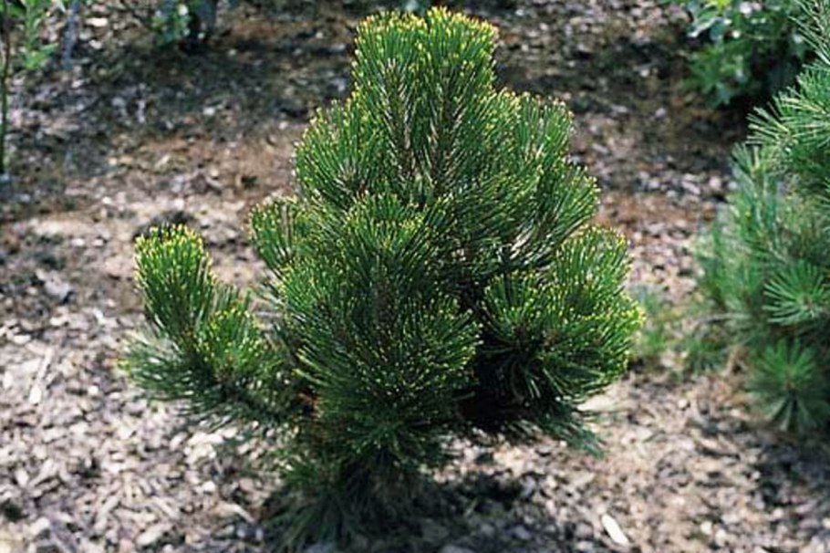 Pinus heldreichii 'little Dracula'