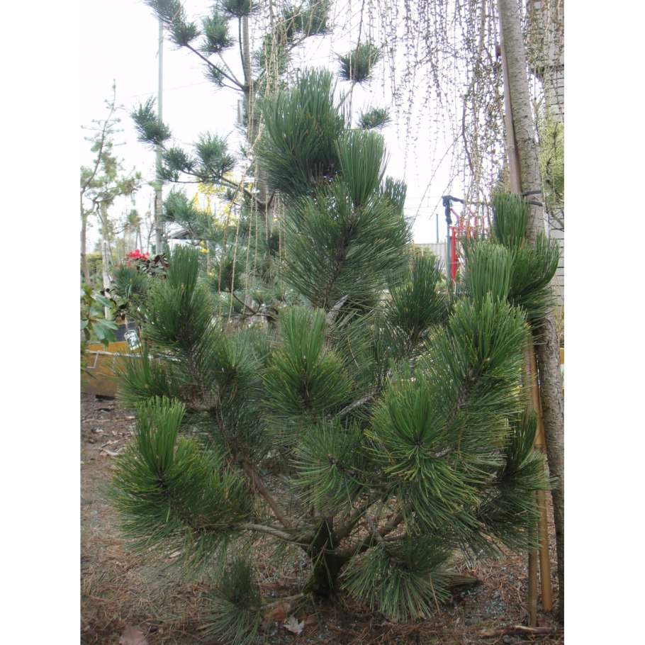 Сосна Веймутова Радиата