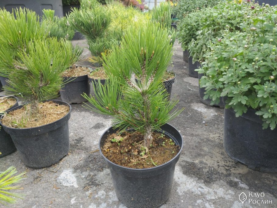 Сосна Шантри Блю