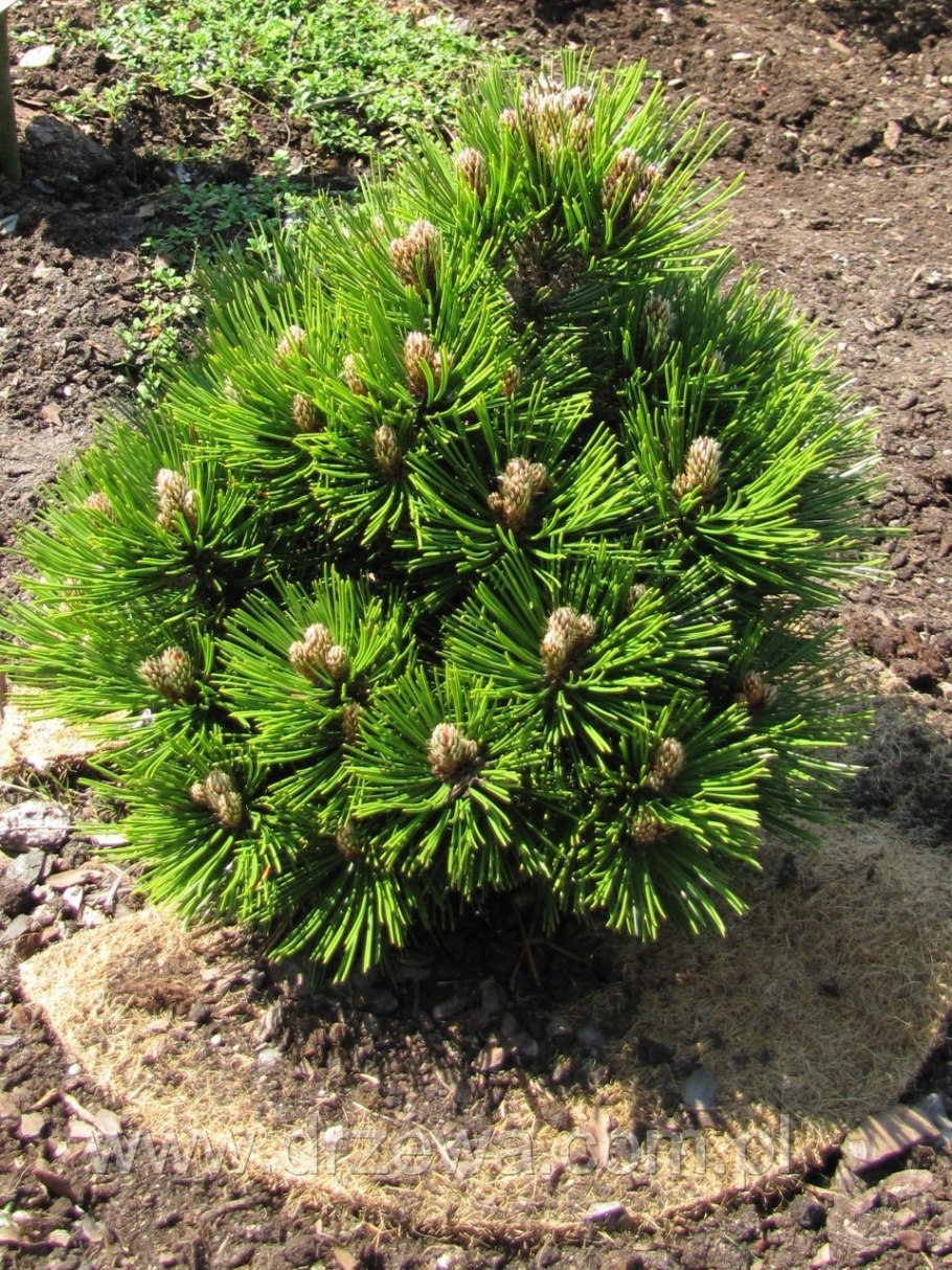 Pinus strobus Squiggles