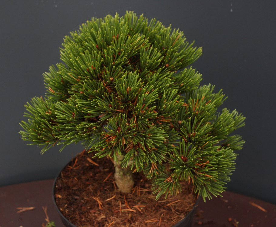 Pinus heldreichii Smidtii