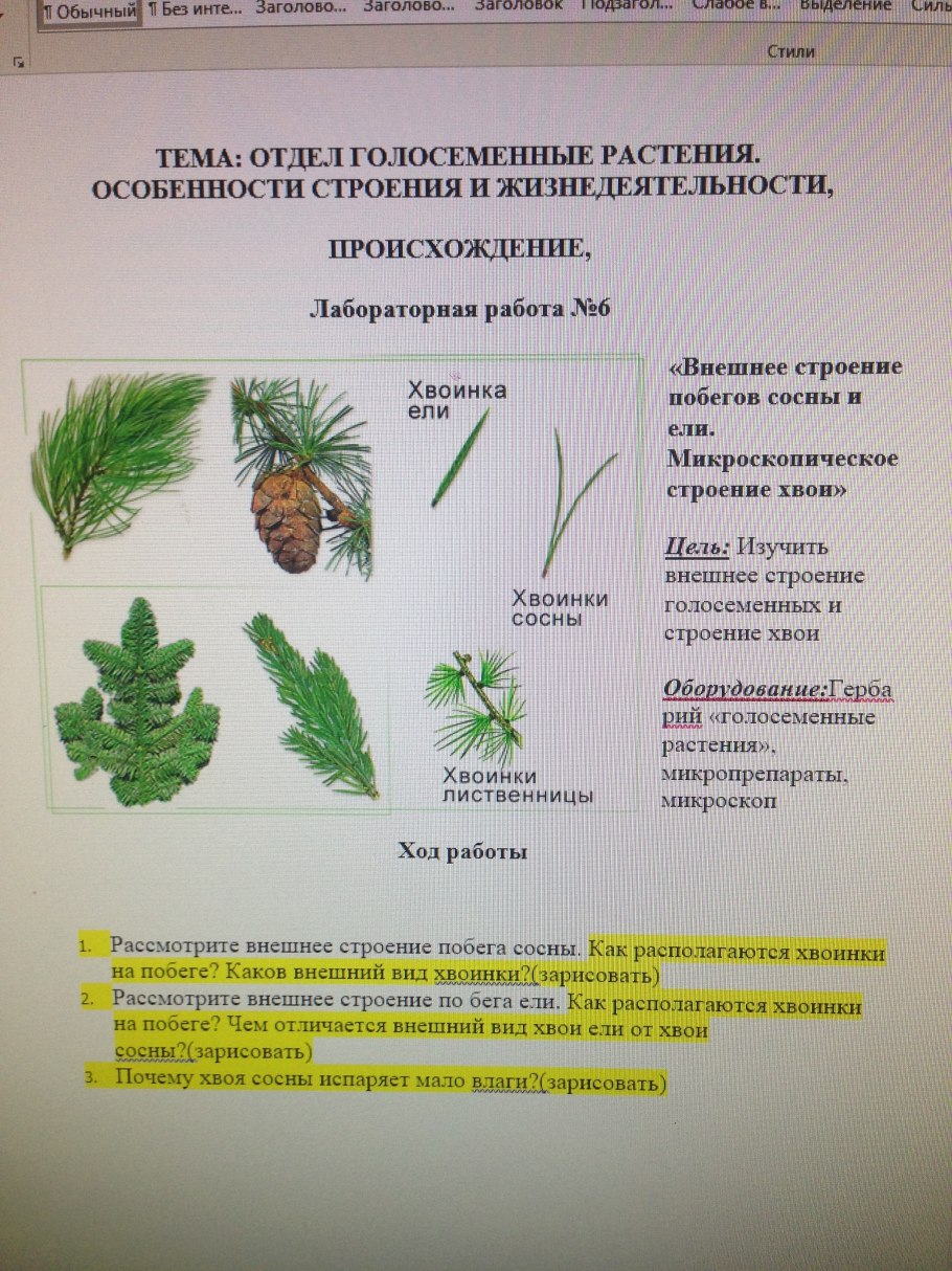 Отделы растений