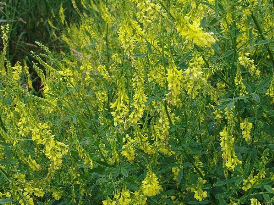 Синяк обыкновенный медонос