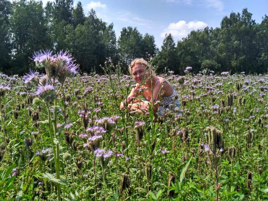 Татарник медонос