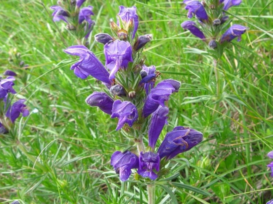 Донник Melilotus officinalis