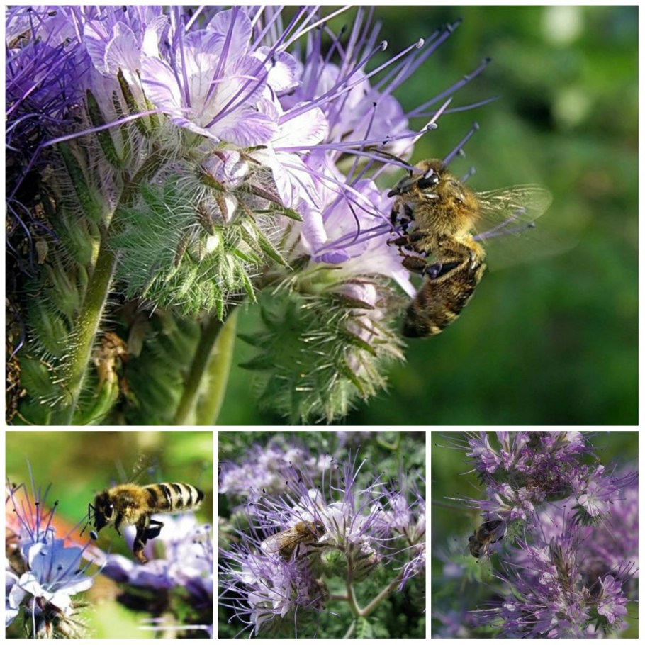 Медоносный цветок фацелия