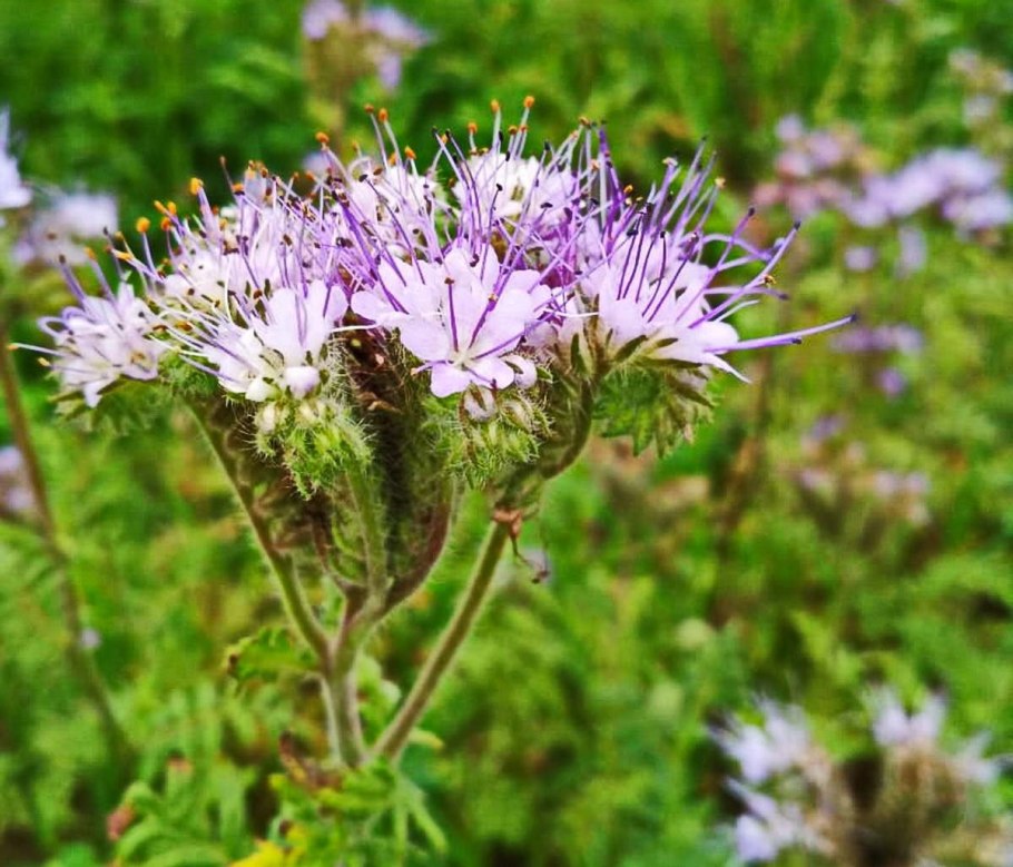 Пустырник цветок медонос