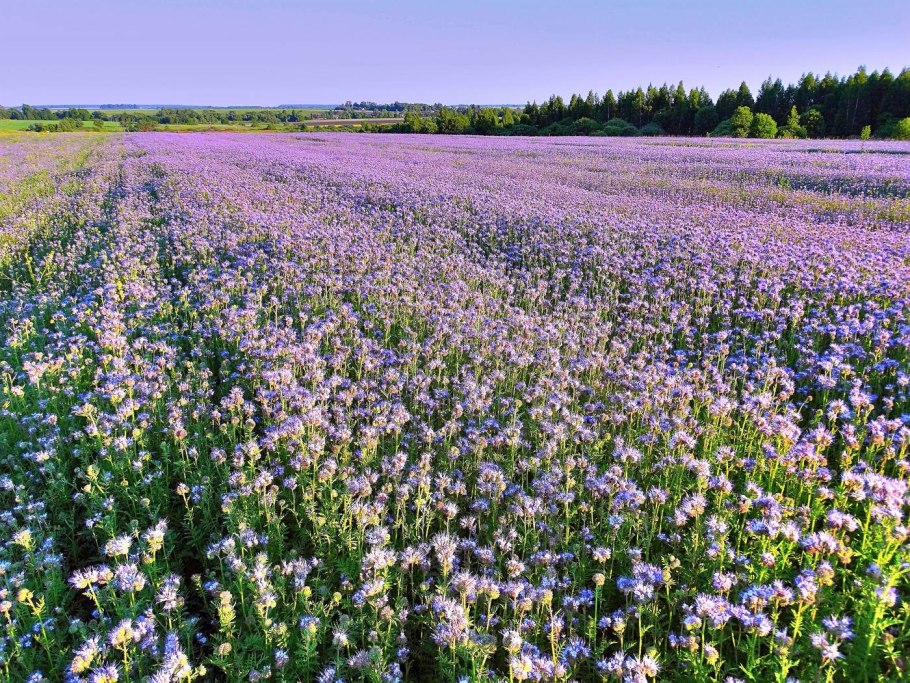 Луговые медоносные травы