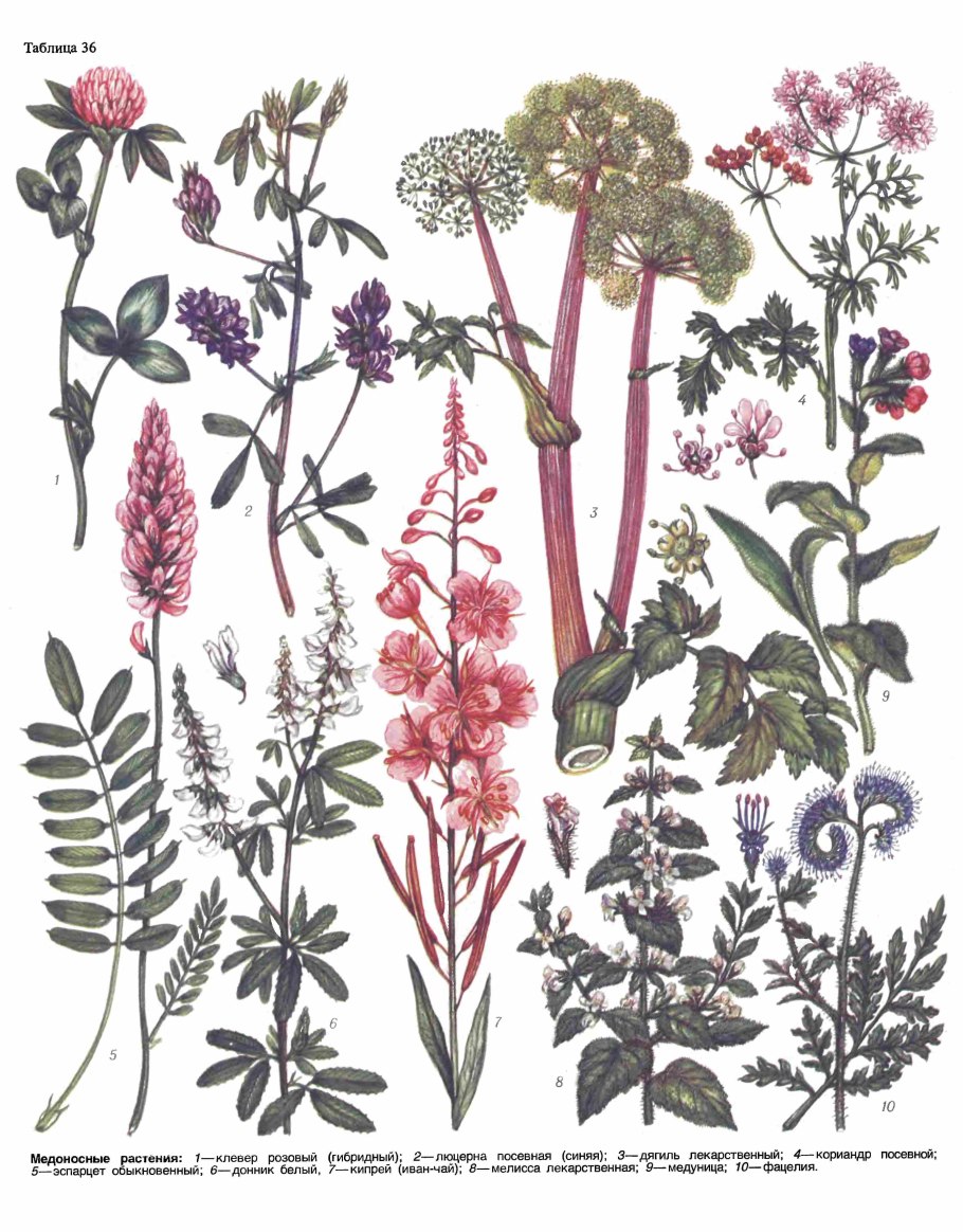 Медоносы для пчел