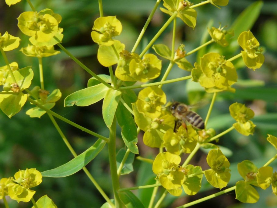 Молочай растение медонос