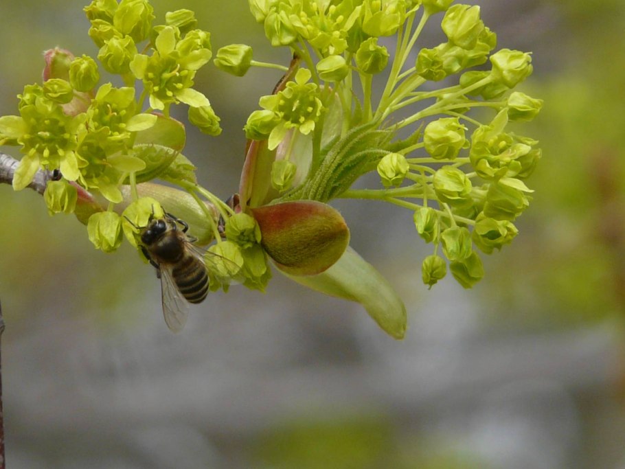 Одуванчик медонос