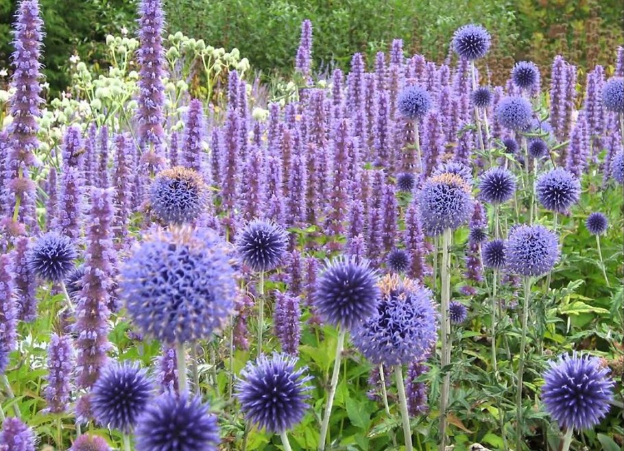 Фацелия Дикая