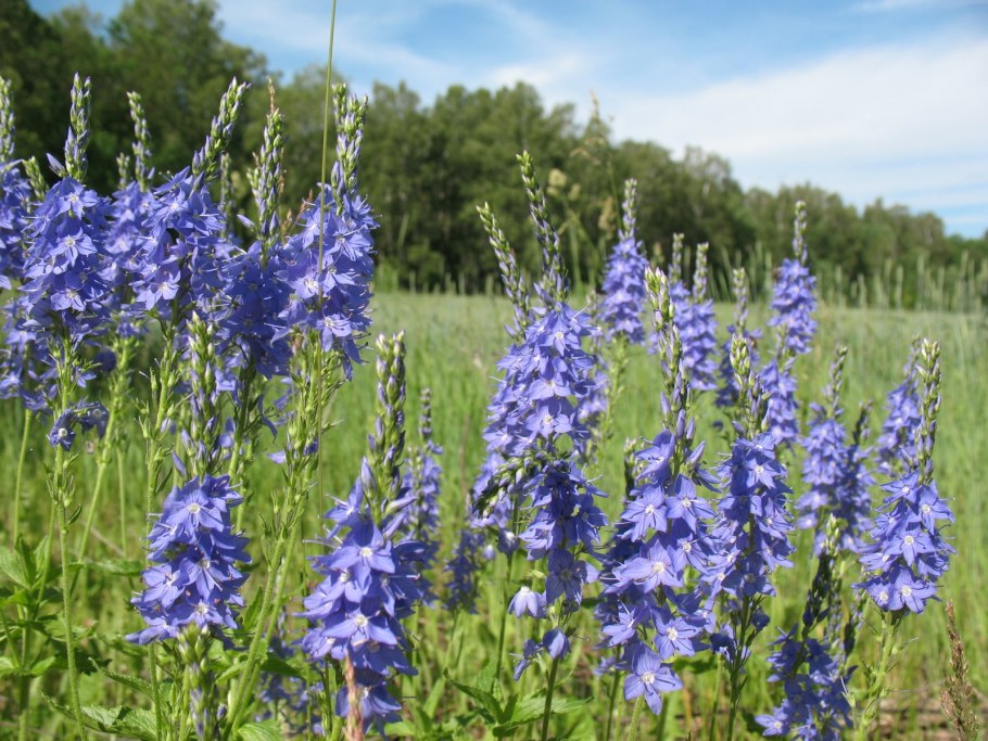 Медонос растение иссоп