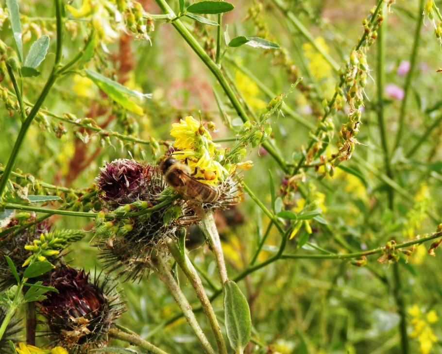 Фацелия Садовая